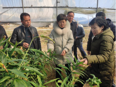 江西中医药大学朱卫丰一行调研古桥村乡村振兴工作