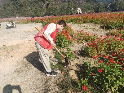 永宁镇城东社区：清洁“网红花海”，亮化城市地标