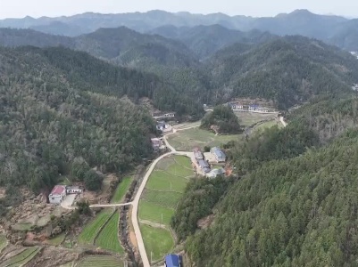 扛起锄头上春山 万亩黄精增植忙